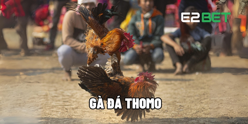 Gà Đá Thomo – Sự Lựa Chọn Hàng Đầu Cho Người Chơi Tại E2BET 1 ga da thomo 1